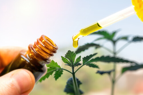 True Facts About CBD DABS